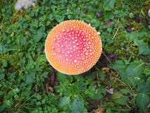 Das rote Pilz Wulstling muscaria, allgemein bekannt als the Fliege agaric or Fliegenwulstling Stockfoto Das rote Pilz Wulstling muscaria, allgemein bekannt als the Fliege agaric or Fliegenwulstling Stockfoto
